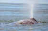whale spout.jpg (107957 bytes)